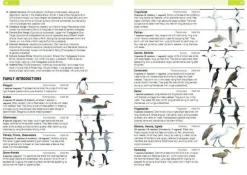 Struik Vogelgids Birds of the Indian Ocean